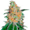 CBD JAM Seeds