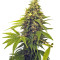 Graines de cannabis Point of No Return regular (Mandala Seeds)