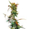 VIP Haze feminized seeds