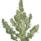Buddha Magnum Auto feminized seeds