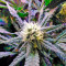Fruit Punch feminized seeds
