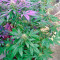 Lithium OG Kush (Nirvana Seeds)