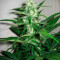 Graines de cannabis Sugar Black Rose (Delicious Seeds)