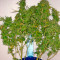 AK-47 regular (Serious Seeds)