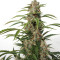 Auto Orange Bud Seeds (Dutch Passion)