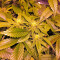 Critical Kush (Dinafem Seeds)