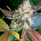 Lucid Bolt feminized seeds