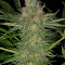 Semi femminizzati di Serious Kush