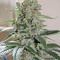 Smile Max Auto feminized seeds