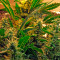 White Domina Max Auto Seeds