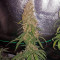 White Widow Autoflowering feminized seeds