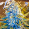 Killer Kush Auto Seeds