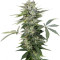 Roadrunner Autoflowering Seeds