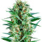 Royal Cookies feminized seeds