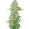 Semi regolari di White Widow