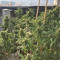 Graines de cannabis Buddha Kraken (Buddha Seeds)