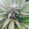 OG Kush feminized seeds (Dinafem Seeds)