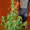 San Fernando Lemon Kush Seeds