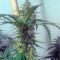 Graines de cannabis Swiss Cheese regular (Nirvana Seeds)