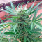 Graines de cannabis 00 Hashchis (00 Cheese)