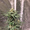 AK 48 strain
