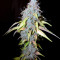 Auto Northern Lights (Pyramid Seeds)
