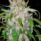 Auto Wembley feminized seeds