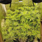 Graines de cannabis Big Bud (Vision Seeds)