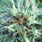 Blue Critical Autoflowering Seeds