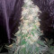Bubba Kush (Humboldt Seeds Organization)