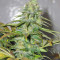 Californian Orange feminized seeds