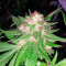 Mataro Blue (Kannabia Seeds)