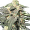 Royal Haze Automatic strain