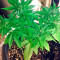 Sugar Mango Ryder Auto (World of Seeds)
