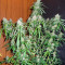 Graines de cannabis Super Skunk Auto (Vision Seeds)