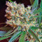 Green Poison F1 Fast Version feminized seeds