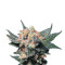 Graines de cannabis Big Band (Kannabia Seeds)