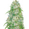Auto Big Angel strain