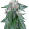 Graines de cannabis Master Kush (Humboldt Seeds Organization)