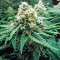Fruit Punch (Heavyweight Seeds)