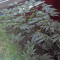 Graines de cannabis Power Flower (RQS)