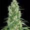 Santa Sativa feminizada
