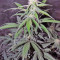 Auto Kryptonite (Pyramid Seeds)