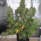 Auto Blueberry feminized seeds (Dutch Passion)
