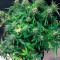 Auto Cinderella Jack (Dutch Passion)