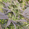 Biddy Early Seeds