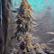Big Band Max Auto (Kannabia Seeds)