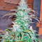 Blue Cheese strain