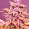 Graines féminisées de LSD-25 Auto (Fast Buds)