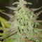 Maroc feminized seeds